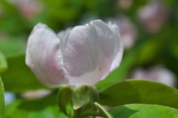 Quittenblüte